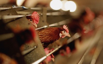 U.S. files WTO complaint over excessive import tariff on chicken in China.