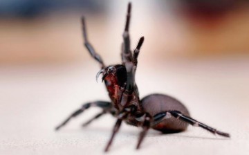 A Funnel Web spider is pictured at the Australian Reptile Park January 23, 2006 in Sydney, Australia.