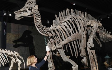 An auction house employee poses between the skeleton of a duck-billed dinosaur, Harpocrasaurus stibengi  and a Hyrachyus skeleton.