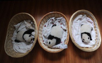 Newborn panda cubs lie in baskets at Ya'an Base on Aug. 21, 2015 in Ya'an, Sichuan Province, China.