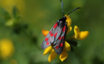 A Six-spot Burnet moth sits on flowers in Ladywell Park on July 22, 2014 in London, England. 