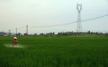 Pesticides contain harmful chemicals such as arsenicals, benzoics and copper sulfate that could contribute to soil pollution. (Above) A lady sprays pesticides in a paddy field.