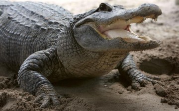 An alligator is seen at the Gator Park in the Florida Everglades May 17, 2006 in Miami-Dade County. 