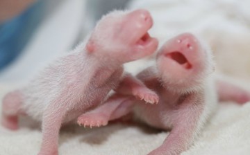 Twin pandas born in Chengdu City, Sichuan. They are both females.