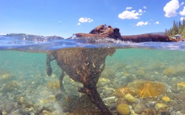 GoPro cameras can capture under water moments.