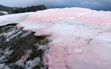 Snow algae bloom in red on ice and snow and thereby darken the surface. This accelerates the thawing of ice 