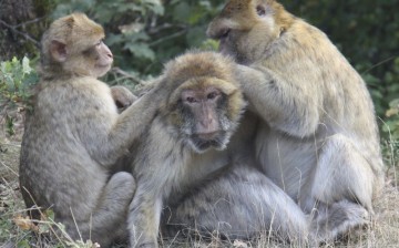 An old female Barbary macaque at “La Forêt des Singes” in Rocamadour, France, being groomed