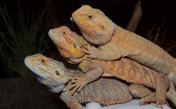 The three variants of the bearded dragon. Bottom: ‘normal’ animal (wild-type); middle: the heterozygous mutant bearing one copy of the mutated EDA gene; and top: the homozygous mutant that bears two copies of the EDA mutation. The homozygous mutant lacks 