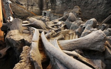 The mammoth skeleton was discovered last December in the central Mexican municipality of Tultepec.