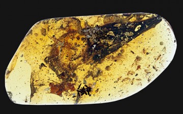 Enantiornithes wing and skin sections encased in amber, nicknamed 