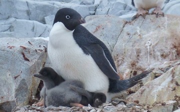 UD scientists report on the projected response of Adélie penguins to Antarctic climate change in a new journal article.