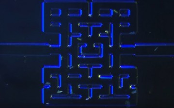 A reall life Pac Man game uses live micro organisms to hunt down each other in a similar 3D maze.