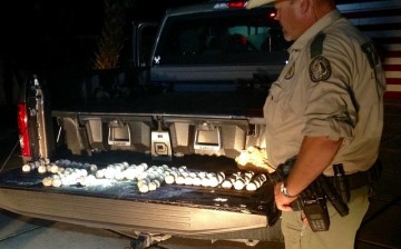 More than 100 loggerhead turtle eggs were stolen by a Florida man, where he is charged with a third degree felony.