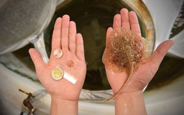 This tiny robotic stingray is modeled after the stingray Leucoraja erinacea, at one tenth of its size.