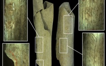 Various categories of human action upon the Neandertal bones of Goyet: Femur I (left) shows pits and a notch caused by striking, and femur II shows scratches indicative of butchering. Femur III has marks on it consistent with its having been used to knapp