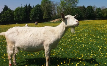 A goat at Buttercups Sanctuary for Goats in Kent, UK.