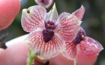 This is a close-up of the new orchid species Telipogon diabolicus showing its flower resembling a devil's head.