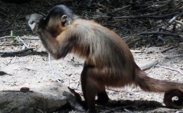 Wild Brazilian bearded capuchin monkeys in Brazil have used stone tools for more than 700 years.