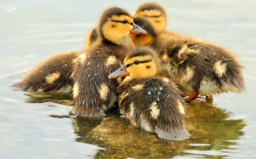 These cute mallard ducklings are already capable of abstract thought.