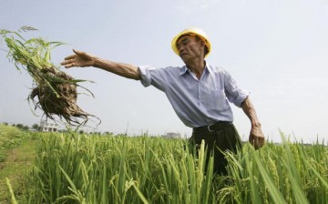 A Chinese farmer works at a hybrid rice field on June 20, 2006, in Changsha City, Hunan Province of China.