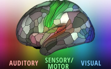 A detailed new map by researchers at Washington University School of Medicine in St. Louis lays out the landscape of the cerebral cortex – the outermost layer of the brain and the dominant structure involved in sensory perception and attention, as well as