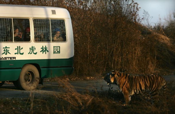 Tourists look at a Siberian tiger in the Hengdaohezi Breeding Center for Felidae on October 25, 2007 in Harbin of Heilongjiang Province, China.