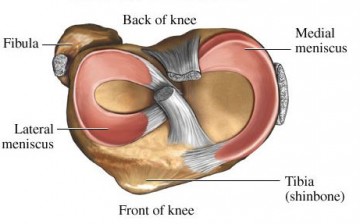 The meniscus