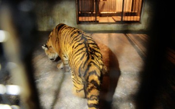 Beijing safari park held accountable for fatal tiger attack.