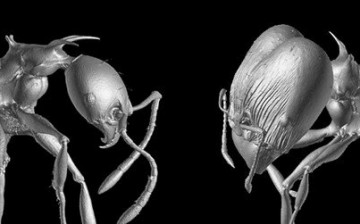 Two new ant species were named after 
