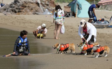 Dogs Enjoy A Day At Beach