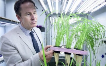 U of T Scarborough Professor Herbert Kronzucker has helped identify superstar varieties of rice that can reduce fertilizer loss and cut down on environmental pollution in the process.