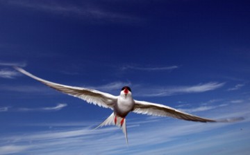 Terns in China are being threatened by egg collection, human disturbance and the loss of coastal wetlands.