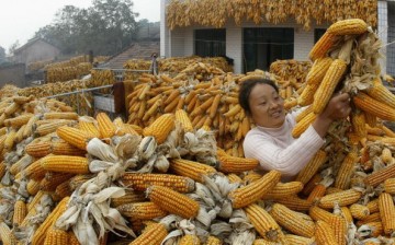 A farmer suns the havested corn cobs in her house at Niuzhai Village on Nov. 3, 2005, in Wugong County of Shaanxi Province, China.
