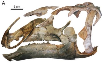 A hadrosaur skull similar to the one found by Chinese scientists in Inner Mongolia.