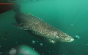 Greenland sharks can live for more than two centuries.