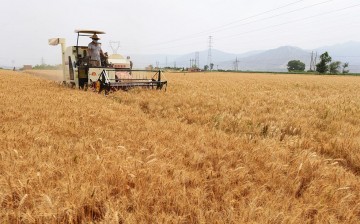 A farmer harvests wheat in Yanguoxia Town of Yongjing County in Linxia Hui Autonomous Prefecture.