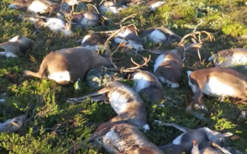 More than 300 wild reindeer were killed by a lightning storm at Norway's Hardangervidda National Park on Friday (Aug. 26).