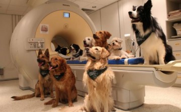 Trained dogs around the fMRI scanner.