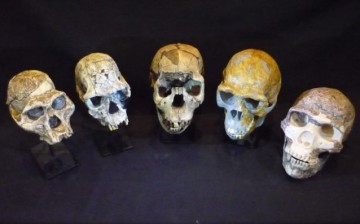 Skull casts from human evolution. Australopithecus afarensis, Homo habilis, Homo ergaster, Homo erectus and Homo neanderthalensis.