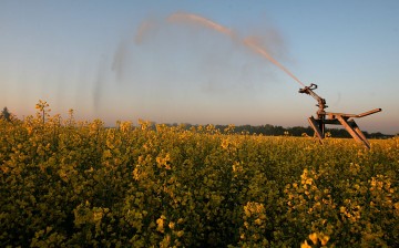 Canola debate rises as China imposes new trade restrictions.