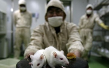 Chinese researchers using mice for antibiotic tests.