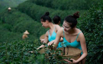 Girls pick tea in a tea garden during the shooting of a television show in Hangzhou, Zhejiang Province of China on April 17, 2016.