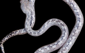 The ghost snake discovered in Madagascar