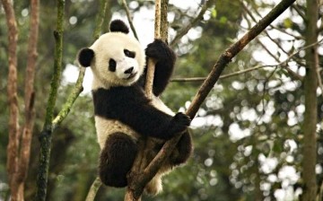 The giant panda is making a comeback, thanks to conservation efforts. 