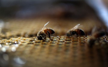 Obama Administration Announces New Measures To Protect Bee Populations