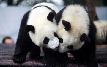 China considers the giant panda as a national treasure.