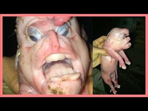in 2015, another pig with a human face and penis on its head was likewise born in China.