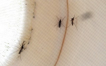 Health Officials Expect Active West Nile Season