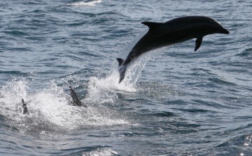 Bottlenose dolphins leap off the Southern California coast on January 30, 2012 near Dana Point, California.