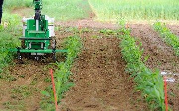 A weeding robot works on the field in a farm in eastern France.